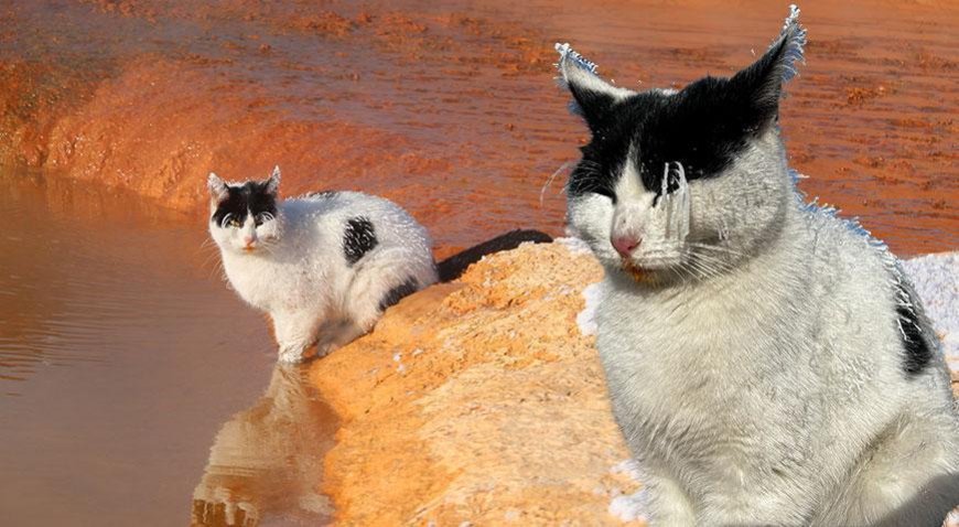 Burası Sibirya değil Sivas! Kedi soğuktan 'dondu'