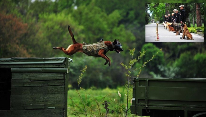 TSK'nın süper köpekleri: 12 farklı ırk 2 yılda eğitiliyor